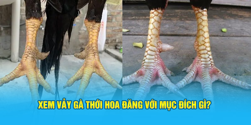 Xem vảy gà thới hoa đăng với mục đích gì? 